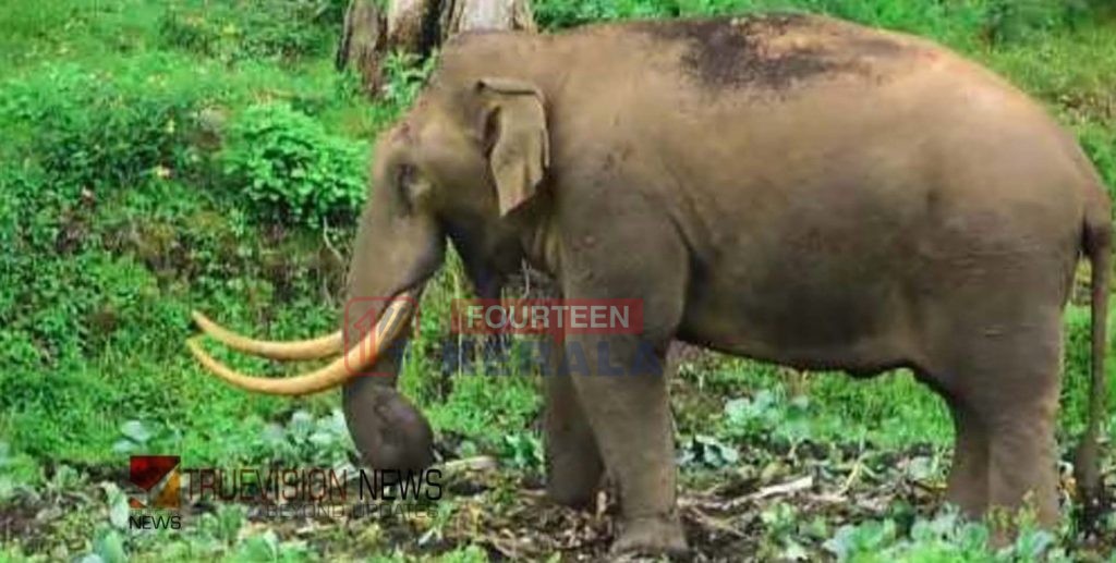 കാട്ടാന 'പടയപ്പ' മദപ്പാടിൽ, ജനങ്ങൾ ജാഗ്രത പാലിക്കണമെന്ന് മുന്നറിയിപ്പ് 1