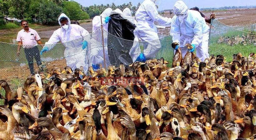 ആലപ്പുഴയിൽ വീണ്ടും ആശങ്ക; നാല് പഞ്ചായത്തിൽ പക്ഷിപ്പനി സ്ഥിരീകരിച്ചു 1