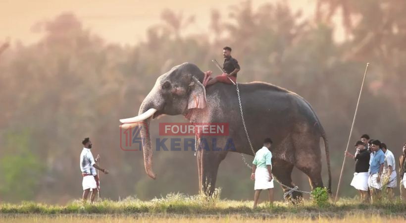 ഇക്കൊല്ലവും തൃശൂര് പൂരത്തിന് രാമനെത്തും; തെച്ചിക്കോട്ടുകാവ് രാമചന്ദ്രന് ചെമ്പൂക്കാവ് ഭഗവതിയുടെ തിടമ്പേറ്റും 1