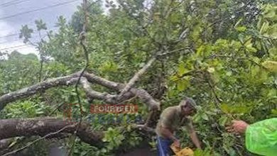 കനത്ത മഴയും ശക്തമായ കാറ്റും; കണ്ണൂരിൽ വ്യാപക നാശനഷ്ടം, മരങ്ങൾ കടപുഴകി വീണ് സ്ത്രീക്ക് പരിക്ക് 3