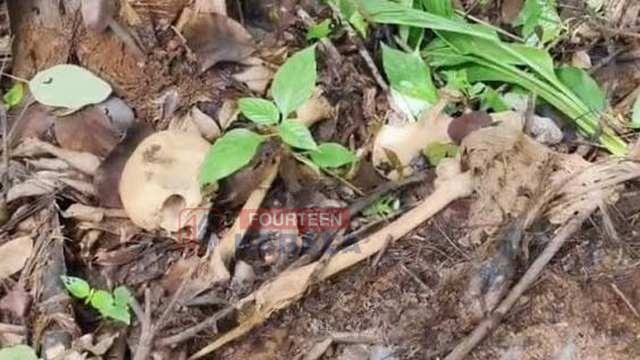 കോഴിക്കോട് പേരാമ്പ്രയിൽ മനുഷ്യ അസ്ഥികൂടം കണ്ടെത്തി; തലയോട്ടിയും അസ്ഥികളും വേറിട്ട നിലയിൽ 1