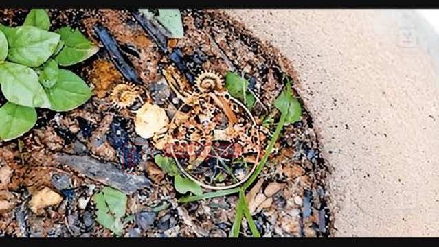 മോഷണം പോയ സ്വർണം ചെടിച്ചട്ടിയിൽ തിരികെ വച്ച് മോഷ്ടാവ് 1