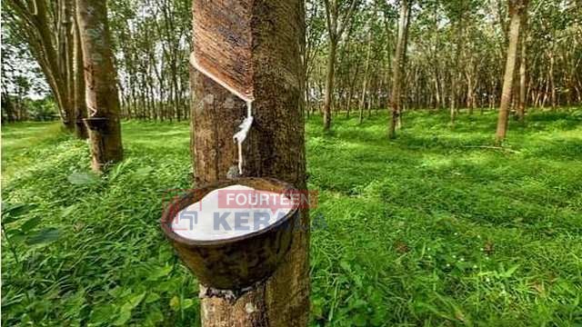 റബർ വില കുതിക്കുന്നു;ആർഎസ്എസ് നാലിന് 283 രൂപയ്ക്കുവരെ വ്യാപാരം 1