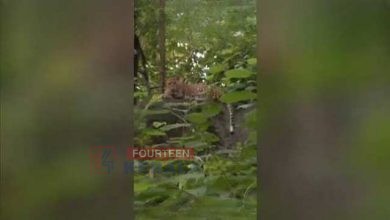പുലിയിറങ്ങിയിട്ടുണ്ട് മക്കളേ… മലപ്പുറം നെടുങ്കയം വനപാതയിൽ പുള്ളിപ്പുലിയുടെ സാന്നിധ്യം; വിനോദസഞ്ചാരികളും നാട്ടുകാരും പരിഭ്രാന്തിയിൽ 3