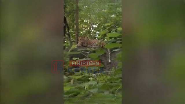 പുലിയിറങ്ങിയിട്ടുണ്ട് മക്കളേ… മലപ്പുറം നെടുങ്കയം വനപാതയിൽ പുള്ളിപ്പുലിയുടെ സാന്നിധ്യം; വിനോദസഞ്ചാരികളും നാട്ടുകാരും പരിഭ്രാന്തിയിൽ 1