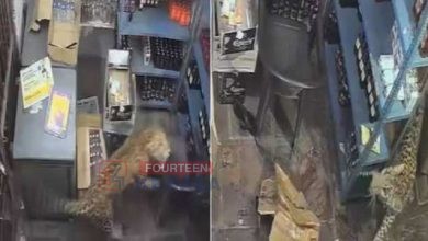 നാട്ടിലിറങ്ങിയ പുള്ളിപ്പുലി മദ്യഷോപ്പിൽ കയറി; മൂന്ന് പേർക്ക് പരിക്ക്, നാട്ടുകാർ ഷട്ടറിട്ട് പൂട്ടി 3