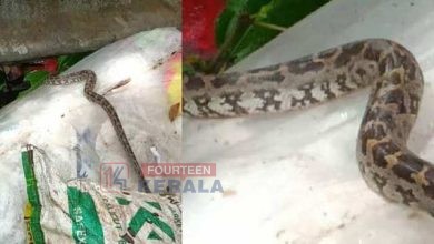 ഹരിതകർമസേനയ്ക്ക് നൽകിയ മാലിന്യച്ചാക്കിൽ ജീവനുള്ള പെരുമ്പാമ്പിനെ തള്ളിയ നിലയിൽ, കമ്പികൊണ്ട് കെട്ടിയിട്ടു, അന്വേഷണം 3