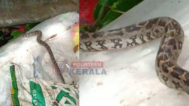 ഹരിതകർമസേനയ്ക്ക് നൽകിയ മാലിന്യച്ചാക്കിൽ ജീവനുള്ള പെരുമ്പാമ്പിനെ തള്ളിയ നിലയിൽ, കമ്പികൊണ്ട് കെട്ടിയിട്ടു, അന്വേഷണം 1