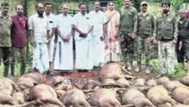 മലപ്പുറത്ത് കാട്ടുപന്നി ശല്യം രൂക്ഷം; പ്രത്യേക ദൗത്യത്തിലൂടെ ഒറ്റരാത്രികൊണ്ട് കൊന്നൊടുക്കിയത് 60 പന്നികളെ 3