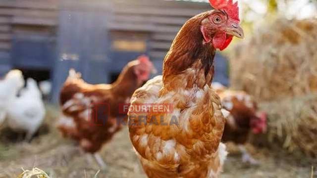 വിലക്കയറ്റത്തിൽ പൊള്ളി സാധാരണക്കാരും കർഷകരും; കോഴിത്തീറ്റയ്ക്കും കോഴിക്കുഞ്ഞുങ്ങള്ക്കും വില കൂടി 1