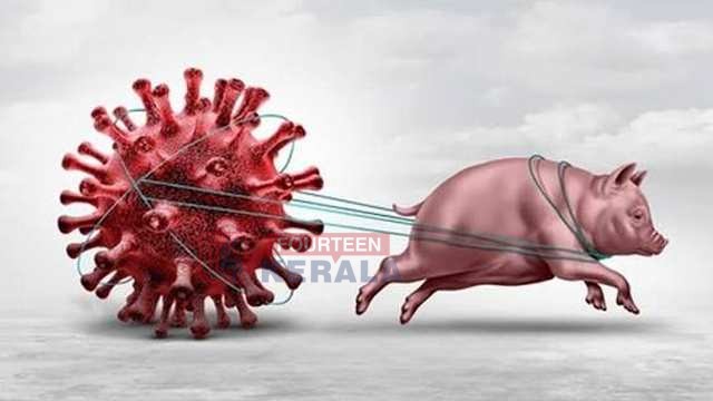 തൃശൂർ 12-കാരന് പന്നിപ്പനി സ്ഥിരീകരിച്ചു; അനധികൃത പന്നിഫാം ആരോഗ്യവകുപ്പ് അടച്ചുപൂട്ടാൻ നിർദേശം, പ്രദേശത്ത് ജാഗ്രത 1
