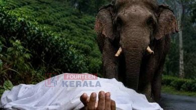 ബഹളം കേട്ട് ഓടിയെത്തിയ നാട്ടുകാർ കണ്ടത് ഞെട്ടിപ്പിക്കുന്ന കാഴ്ച്ച; നീലഗിരിയിൽ കാട്ടാനയുടെ ആക്രമണത്തിൽ തോട്ടം തൊഴിലാളിക്ക് ദാരുണാന്ത്യം 3