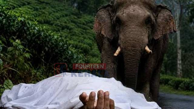 ബഹളം കേട്ട് ഓടിയെത്തിയ നാട്ടുകാർ കണ്ടത് ഞെട്ടിപ്പിക്കുന്ന കാഴ്ച്ച; നീലഗിരിയിൽ കാട്ടാനയുടെ ആക്രമണത്തിൽ തോട്ടം തൊഴിലാളിക്ക് ദാരുണാന്ത്യം 1
