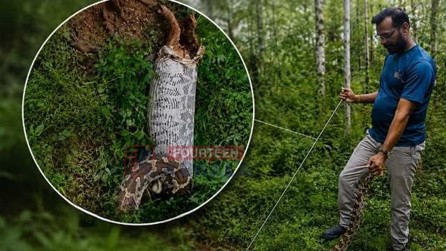 നാദാപുരം വളയത്ത് കള്ളൂണിയെ വിഴുങ്ങിയ കൂറ്റൻ പെരുമ്പാമ്പിനെ പിടികൂടി 1