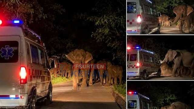 മരണമുഖത്തുനിന്ന് തലനാരിഴയ്ക്ക് രക്ഷപ്പെട്ട് യാത്രികർ; മൃതദേഹം കൊണ്ടുപോയി മടങ്ങിയ ആംബുലൻസിന് നേരെ കാട്ടാനക്കൂട്ടത്തിന്റെ ആക്രമണം 1