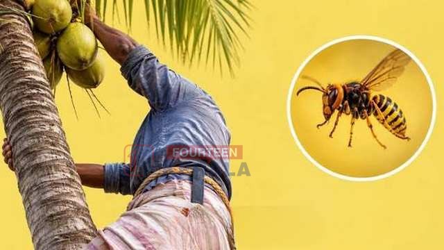 കണ്ണൂർ തളിപ്പറമ്പിൽ തേങ്ങ പറിക്കുന്നതിനിടെ കടന്നൽ കുത്തേറ്റു; 45കാരന് ദാരുണാന്ത്യം 1