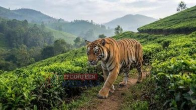 മൂന്നാറിൽ വീണ്ടും കടുവ ഭീതി…! പട്ടാപ്പകൽ എസ്റ്റേറ്റ് റോഡിൽ കടുവയിറങ്ങി, വാഹനത്തിന്റെ ശബ്ദം കേട്ടതോടെ തേയിലത്തോട്ടത്തിലേക്ക് മറഞ്ഞു 3