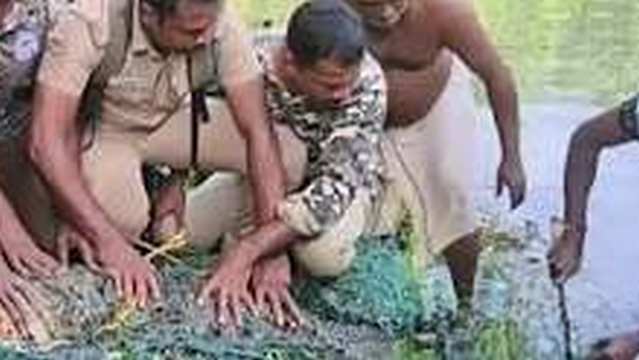 കോഴിയും ആടും ഇരയായി, എന്നിട്ടും പിടികൊടുത്തില്ല; മാസങ്ങളോളം പ്രദേശവാസികളെ ഭീതിയിലാഴ്ത്തിയ ഭീമൻ മുതല ഒടുവിൽ വനംവകുപ്പിന്റെ കെണിയിൽ കുടുങ്ങി 1