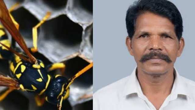 ആലപ്പുഴ പൂച്ചാക്കലിൽ പച്ചമരുന്ന് ശേഖരിക്കുന്നതിനിടയിൽ കടന്നൽ കുത്തേറ്റ വയോധികൻ മരിച്ചു 1