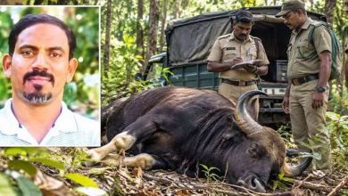 കാട്ടുപോത്തിനെ വെടിവെച്ചിട്ട് മാംസം കടത്തിയ കായിക അധ്യാപകൻ ഒടുവിൽ വനം വകുപ്പിന്റെ പിടിയിൽ 3