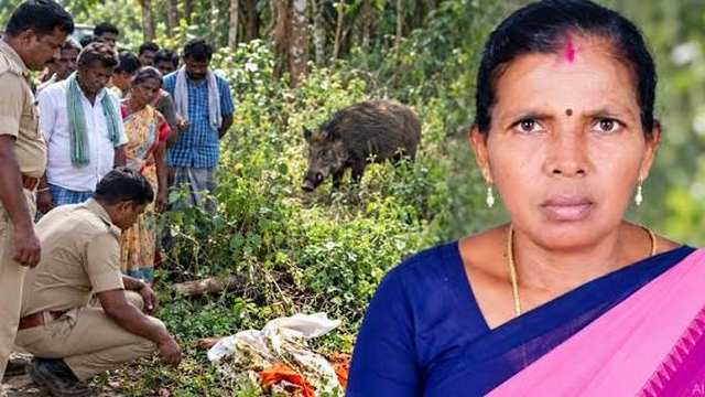 കുറ്റിക്കാട്ടിൽ രക്തത്തിൽ കുളിച്ച നിലയിൽ കണ്ടെത്തി'; കാട്ടുപന്നി ആക്രമണമെന്ന് സംശയം, അംഗൻവാടി ജീവനക്കാരി ചികിത്സയിലിരിക്കെ മരിച്ചു 1
