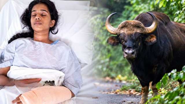 കാട്ടുപോത്തിന്റെ ആക്രമണത്തിൽ ഗുരുതര പരിക്ക്; രണ്ടാഴ്ച പിന്നിട്ടിട്ടും ഓർമ തിരിച്ചുകിട്ടാതെ 19കാരിയായ നഴ്സിങ് വിദ്യാർഥിനി, ബന്ധപ്പെട്ട അധികൃതർ തിരിഞ്ഞുനോക്കുന്നില്ലെന്ന് ആക്ഷേപം 1