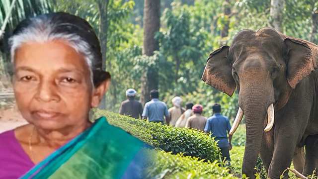 തൊഴിലുറപ്പ് ജോലിക്ക് പോകുന്നതിനിടെ കാട്ടാന ആക്രമണം; വയോധികയ്ക്ക് ദാരുണാന്ത്യം 1